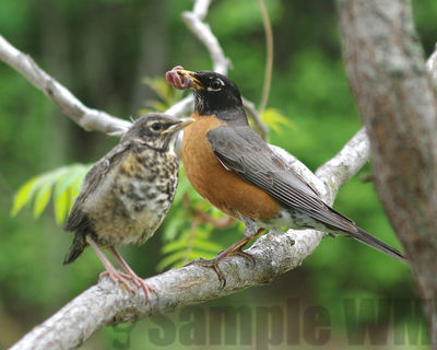 american robin and fledgling
Keywords: thrush
