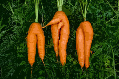 carrotica
