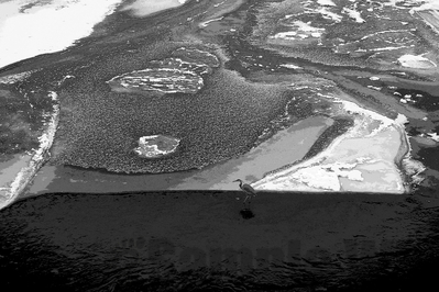 Beartracks bridge: heron
