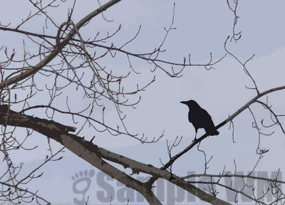 clark fork raven
