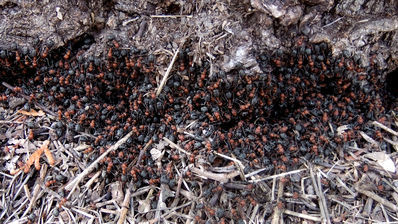 wood ants
formica sp
