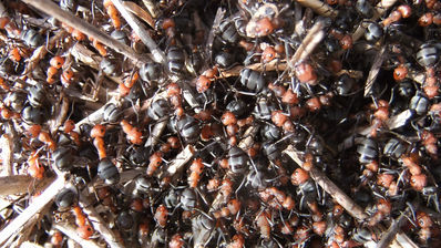 wood ants
formica sp
