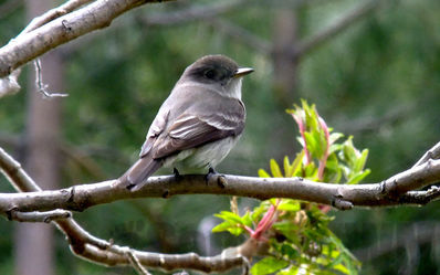 flycatcher
western wood peewee?
