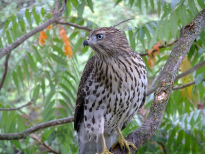 cooper's hawk (juv)
Keywords: hawk