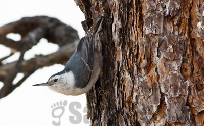 white-breasted nuthatch
