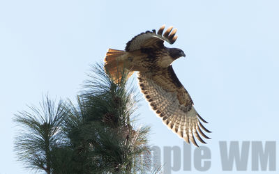 red-tailed hawk
