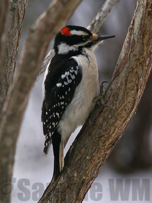 downy woodpecker m
Keywords: woodpecker