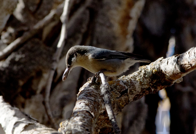 pygmy nuthatch

