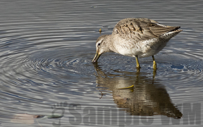 dowitcher
likely a short-billed, non-breeding adult, late Oct.
