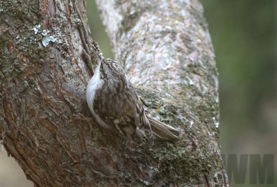 brown creeper
