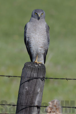 northern harrier  (m)
