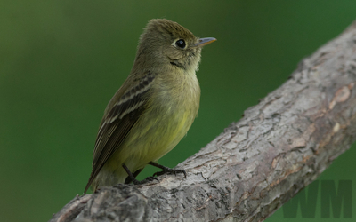 pacific slope flycatcher
Keywords: flycatcher;peewee