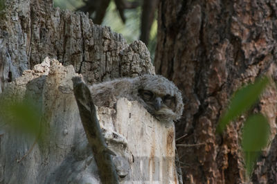 great-horned owl (imm)
