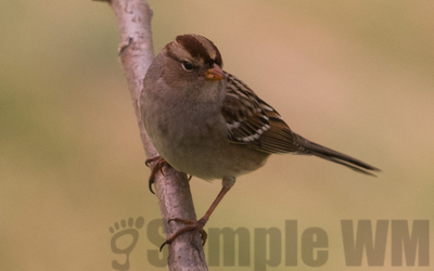 field sparrow
