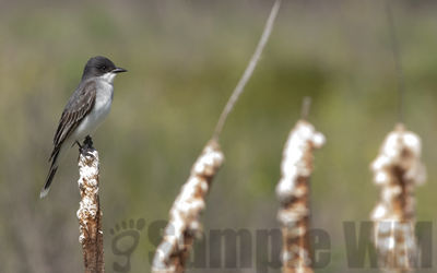 flycatcher
