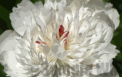 peony
