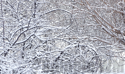  winter prunus, willow
