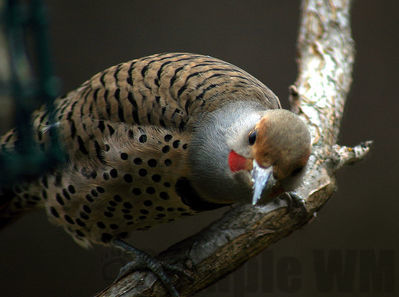northern flicker m
Keywords: woospecker