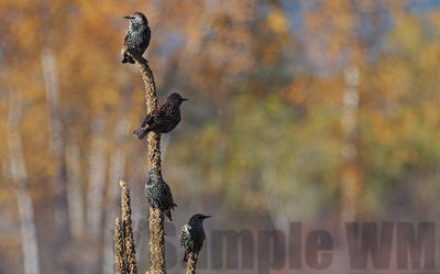 european starlings
