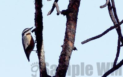 red-breased nuthatch
