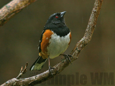 spotted towhee
Keywords: towhee;sparrow