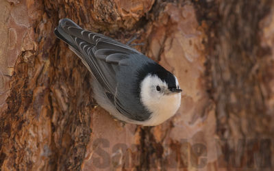 whit-breasted nuthatch
