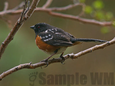 spotted towhee
Keywords: towhee;sparrow