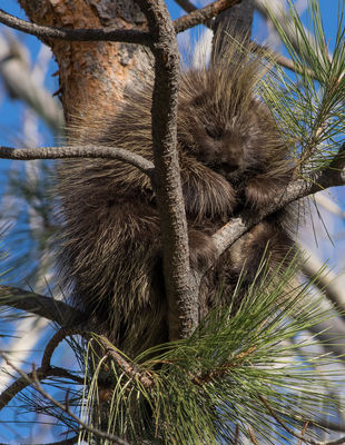 porcupine
probably a juvenile

