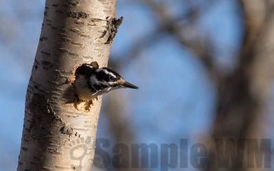 hairy woodpecker  (f)
