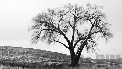 Palouse winter 2
