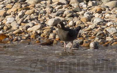 american dipper  (water ouzel)
in the bitterroot river
