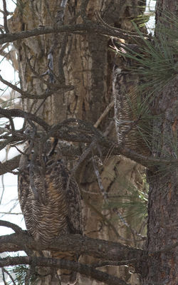 great-horned owls
good camo
