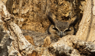 great horned owl
2018
