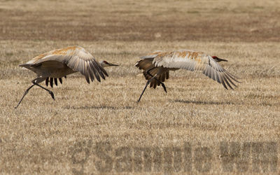 sandhill cranes
just south of the refuge
