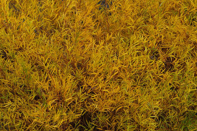 willows on lewis river
