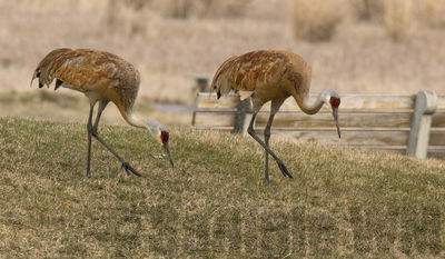 sandhill cranes
visiting the visitor center
