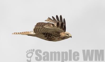 red-tailed hawk  
(lightphase juvenile)
