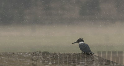 kingfisher
rainy day
