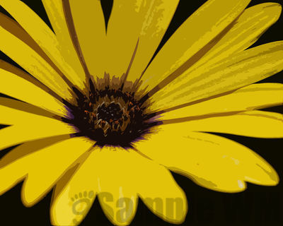 african daisy
