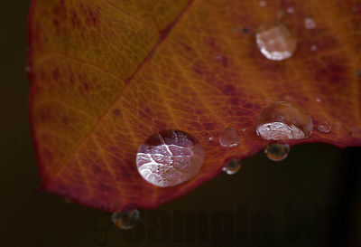 red orach
atriplex sp
