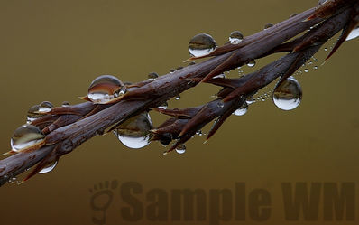 juniper
juniperus scopularum
