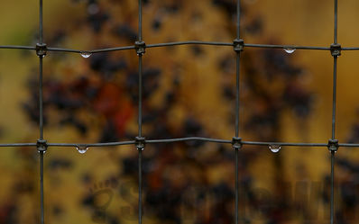 cotoneaster
cotoneaster
