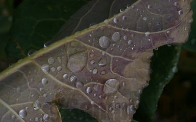 cabbage
brassica oleracea
