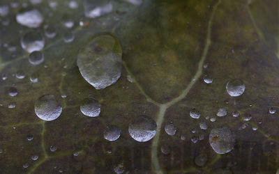 cabbage
brassica oleracea
