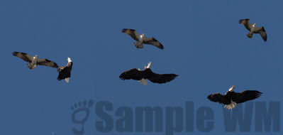 osprey and bald eagle
the eagle intruded on the fishing osprey and got chased off
