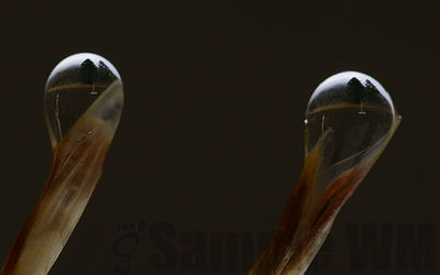 brome grass 
image inverted
