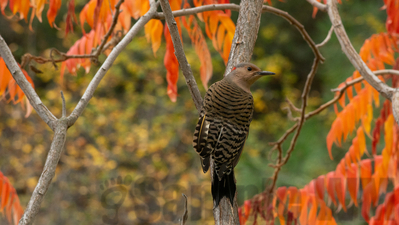 northern flicker
