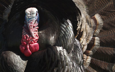 tom turkey
