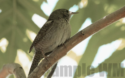 house wren
