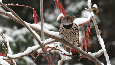 northern flicker 
